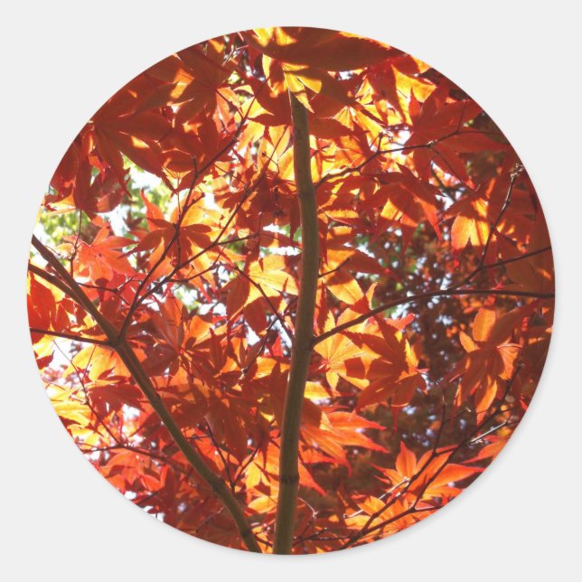 Adesivo Redondo Mapeamento Japonês no Sol (Frente)