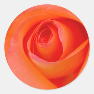 Adesivo Redondo Maravilhoso Rosa Laranja Bud