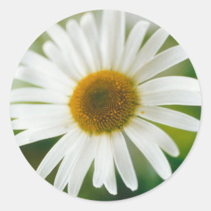 Adesivo Redondo Margarida Branca de Oxeye - Leucanthemum vulgare