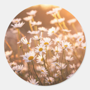 Adesivo Redondo Margaridas de Oxeye do por do sol