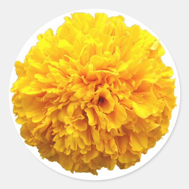 Adesivo Redondo Marigold (Frente)