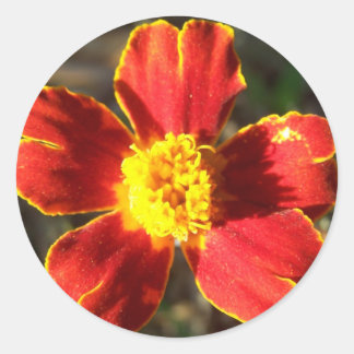 Adesivo Redondo Marigold Flower Stickers