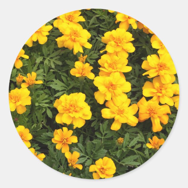 Adesivo Redondo Marigold Flower Stickers (Frente)