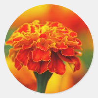Marigold, Laranja Atraente