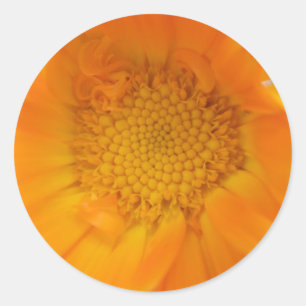 Adesivo Redondo Marigold Macro Stickers Laranja