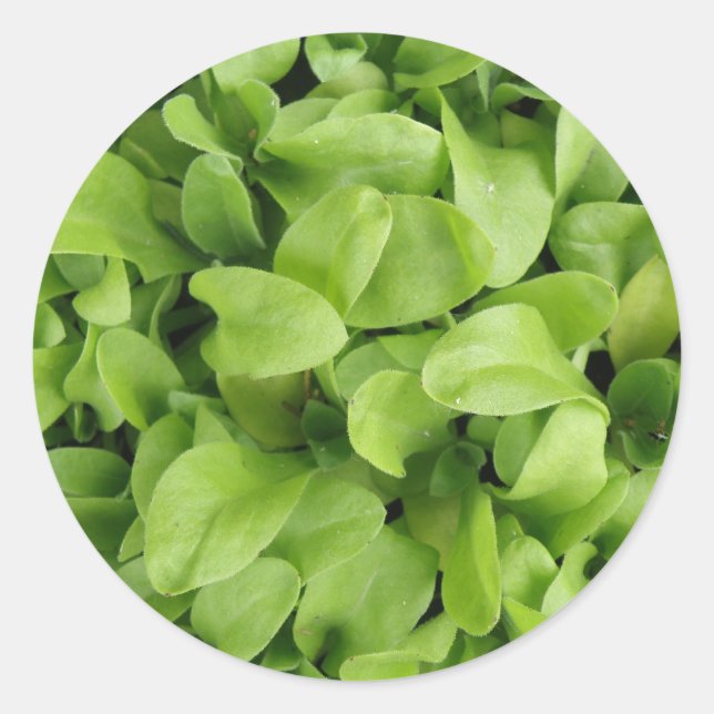 Adesivo Redondo Marigold Seedlings Stickers (Frente)