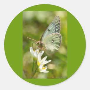 Adesivo Redondo Mariposa Verde em Falsa Alho Roupas e Presentes