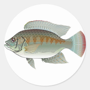 Adesivo Redondo Marisco Raw Tilapia Fish Vetor