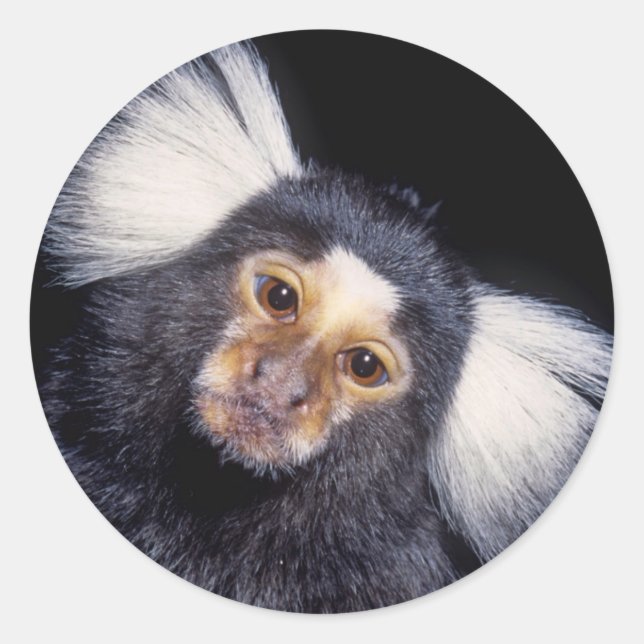 Adesivo Redondo Marmoset Monkey (Frente)