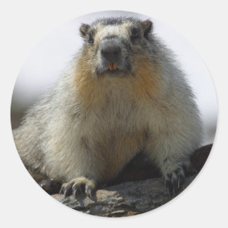 Adesivo Redondo Marmot Amarelo Bellying