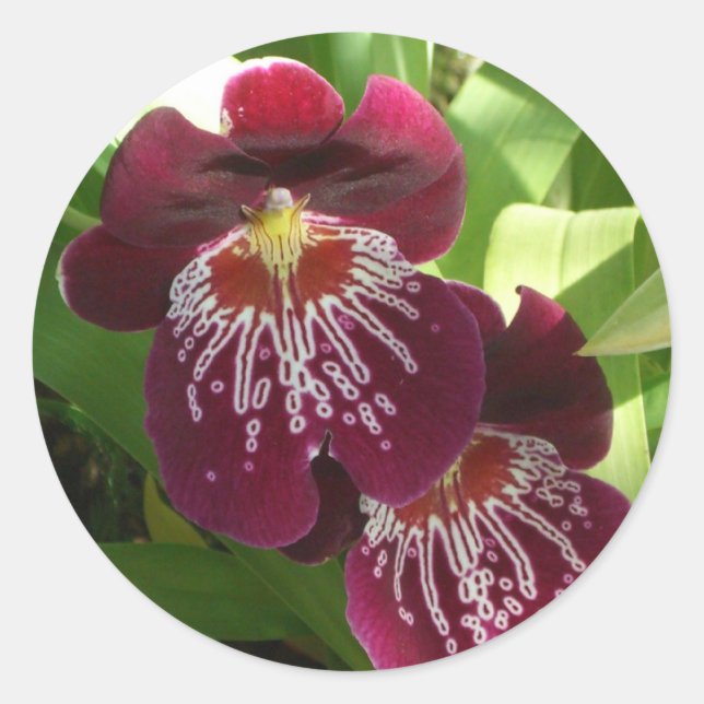 Adesivo Redondo Maroon Orchids II Elegante Floral (Frente)