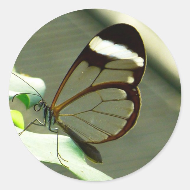 Adesivo Redondo Marrom atordoante e borboleta translúcida (Frente)