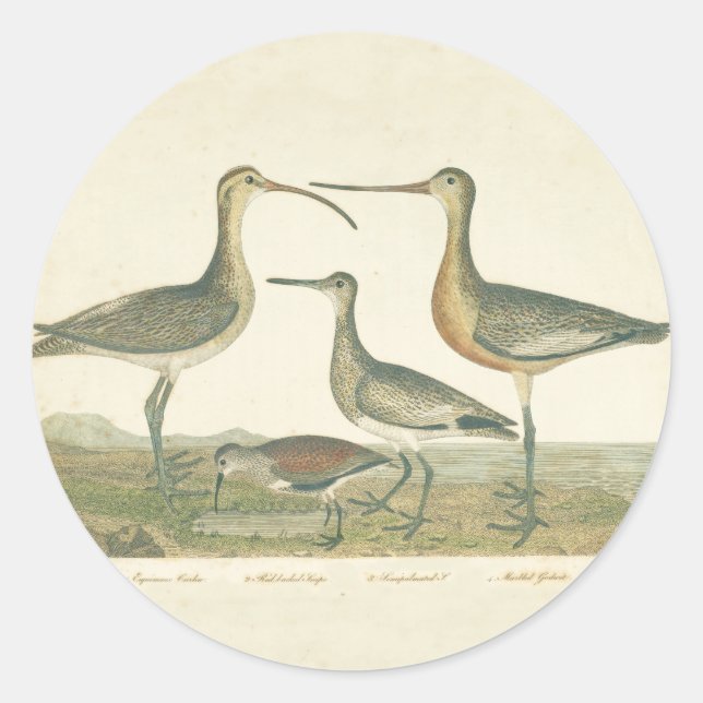 Adesivo Redondo Marsh Bird Curlew Snipe Birding (Frente)