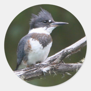 Adesivo Redondo martinho pescatore