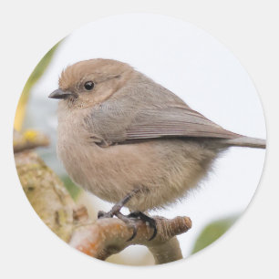 Adesivo Redondo Masculino Bushtit na árvore pera
