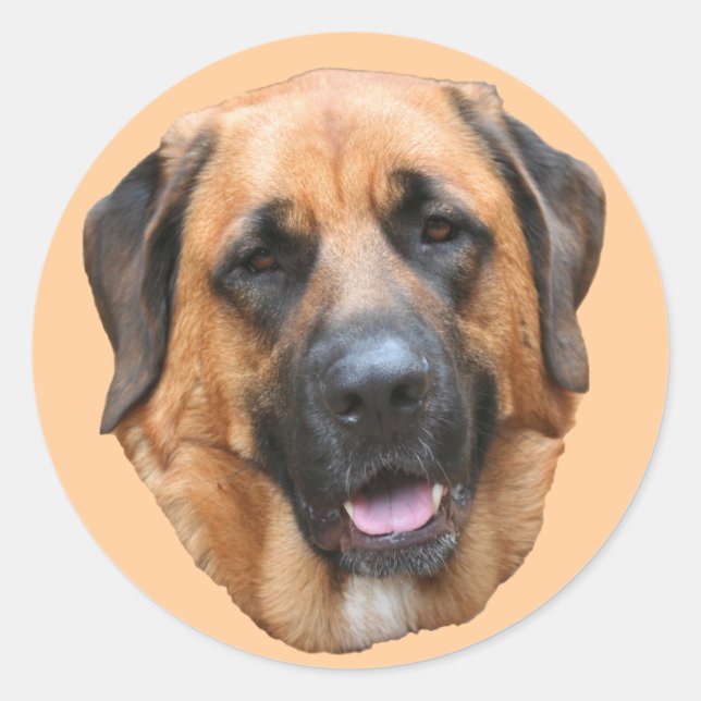 Adesivo Redondo Mastiff Mix Dog Face Sticker (Frente)