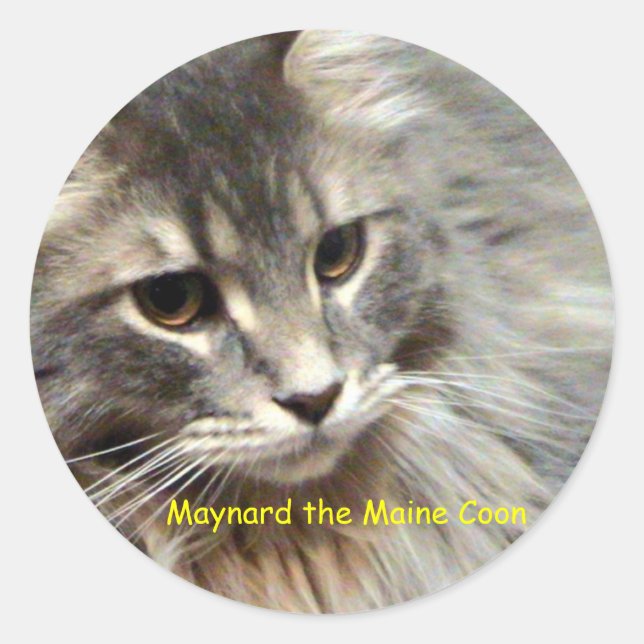 Adesivo Redondo Maynard the Maine Coon (Frente)
