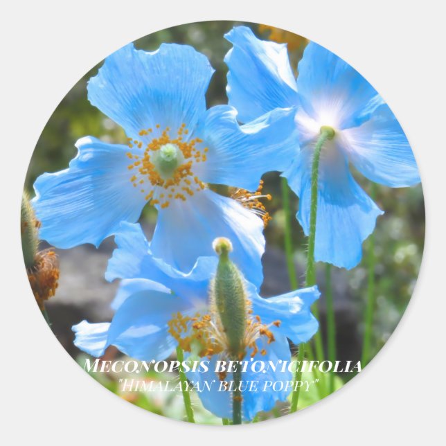 Adesivo Redondo Meconopsis betonicifolia [Round Seal] ラウンドシール (Frente)