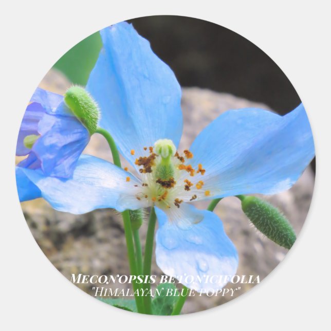 Adesivo Redondo Meconopsis betonicifolia [Seal] ラ ウ ン  Round     . (Frente)
