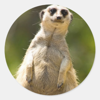 Adesivo Redondo Meerkat