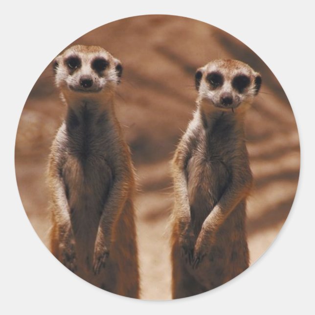 Adesivo Redondo Meerkat Duo (Frente)