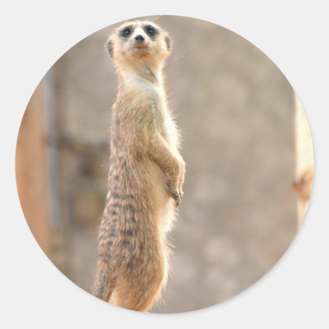 Adesivo Redondo Meerkat em Atenção Stickers (Frente)