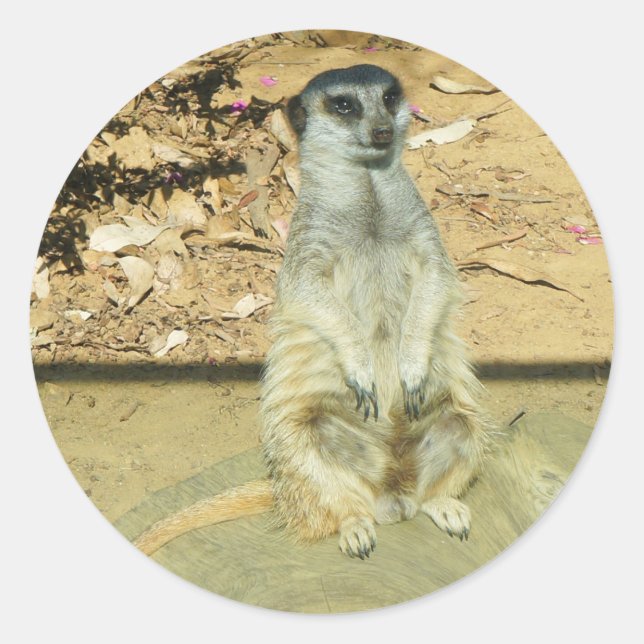 Adesivo Redondo Meerkat nº 1 Stickers (Frente)