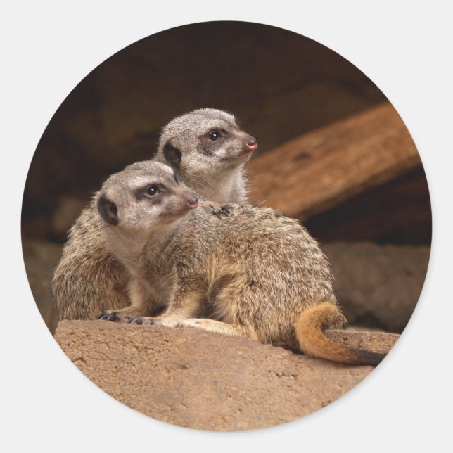 Adesivo Redondo Meerkat Round Sticker (Frente)