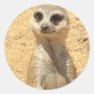 Adesivo Redondo Meerkat Sticker Curioso