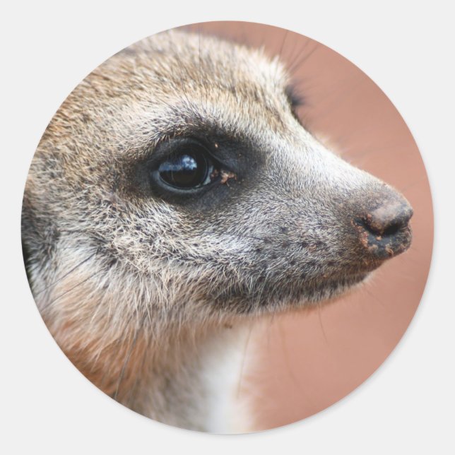 Adesivo Redondo Meerkat Sticker Curioso (Frente)