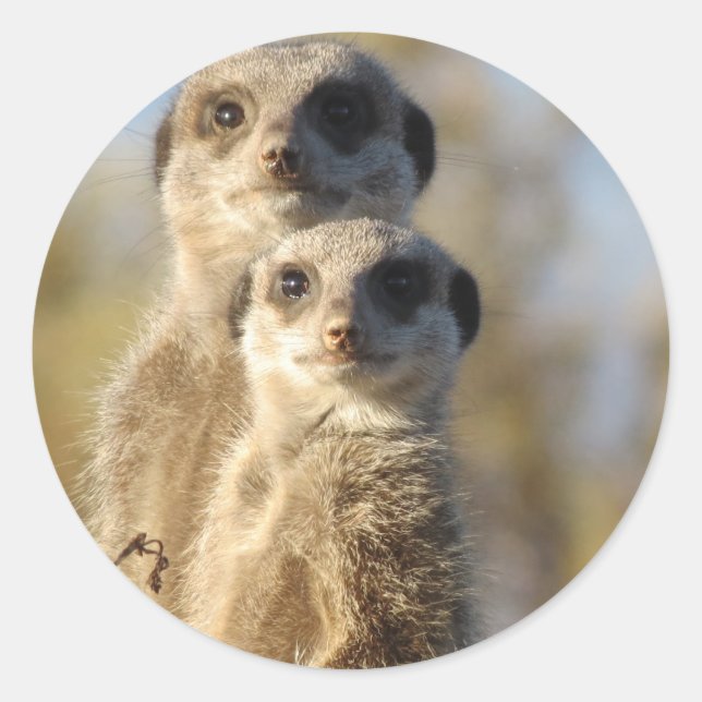 Adesivo Redondo Meerkats (Frente)