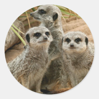 Adesivo Redondo Meerkats na vigia