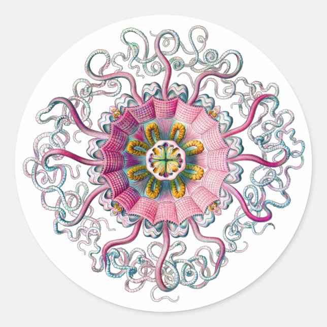 Adesivo Redondo Meia-coroa ou água-vivas (Frente)