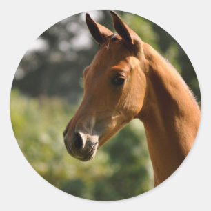 Adesivo Redondo Metade-Árabe Basks no sun.