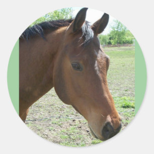 Adesivo Redondo Meu Amigo, O Cavalo