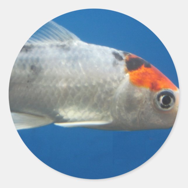 Adesivo Redondo Meu Peixe de Peixe Koi (Frente)