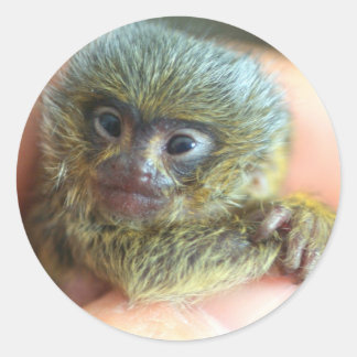 Adesivo Redondo Mico Sticker