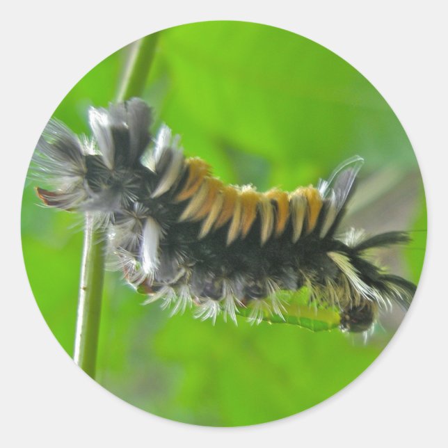 Adesivo Redondo Milkweed Tussock Moth Caterillar (Frente)
