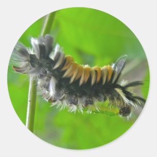 Adesivo Redondo Milkweed Tussock Moth Caterillar