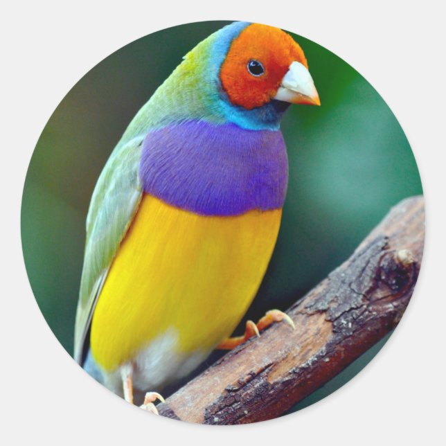 Adesivo Redondo Mingau-gouldian (Frente)