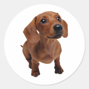 Adesivo Redondo Mini Dachshund Decal