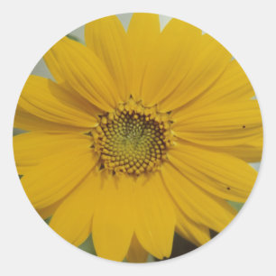 Adesivo Redondo Mini Girassol Amarelo - Pequeno Flor Girassol
