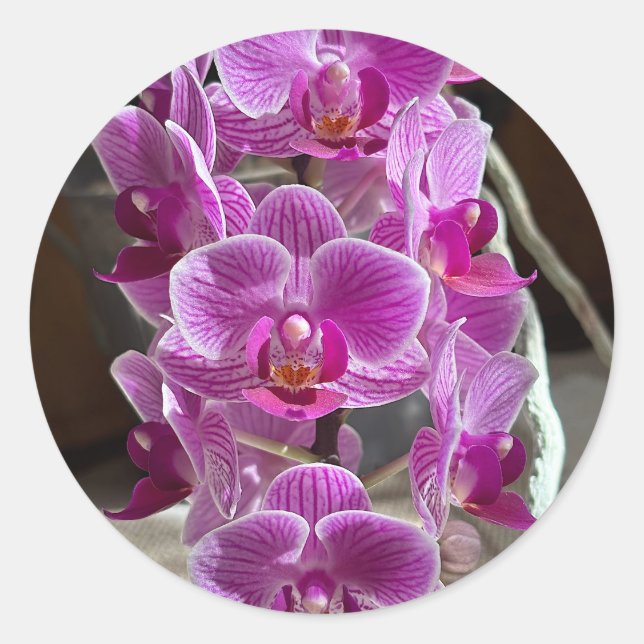 Adesivo Redondo Mini Phalaenopsis Sogo Vivien Purple Orchid Flower (Frente)