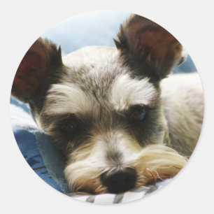 Adesivo Redondo Mini Schnauzer