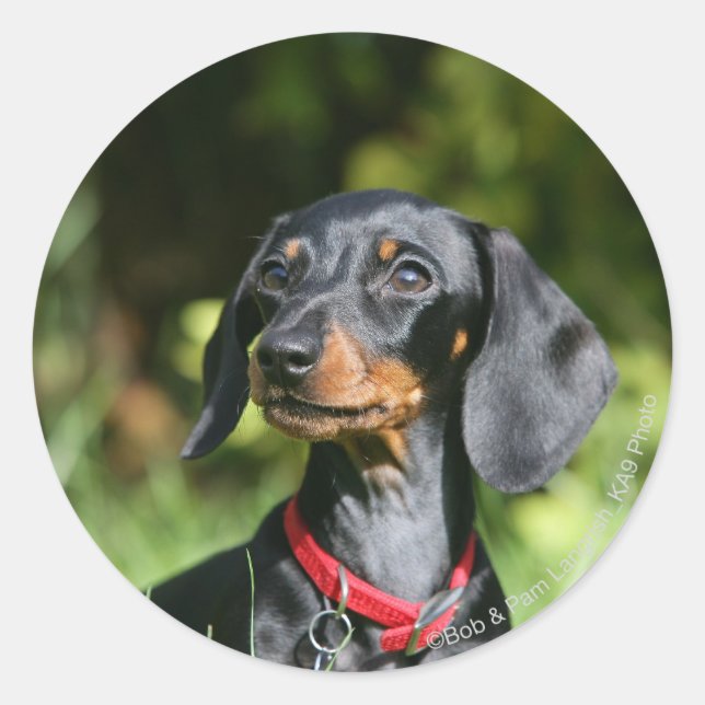 Adesivo Redondo Miniatura lisa Dachshund 3 (Frente)