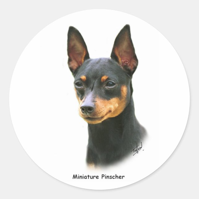 Adesivo Redondo Miniatura Pinscher (Frente)