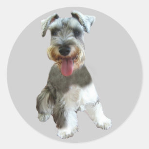 Adesivo Redondo Miniatura Schnauzer Sticker