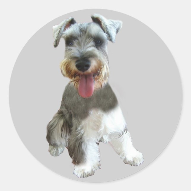 Adesivo Redondo Miniatura Schnauzer Sticker (Frente)