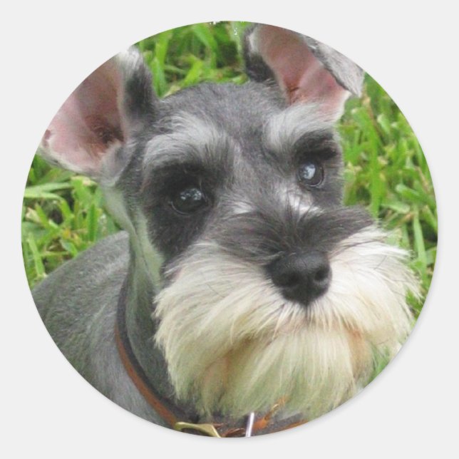 Adesivo Redondo Miniatura Schnauzer Sticker (Frente)