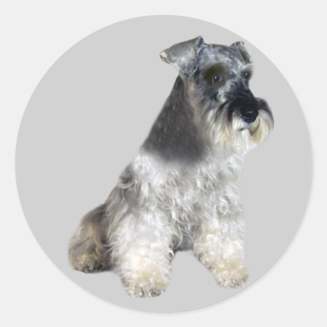 Adesivo Redondo Miniatura Schnauzer Sticker (Frente)